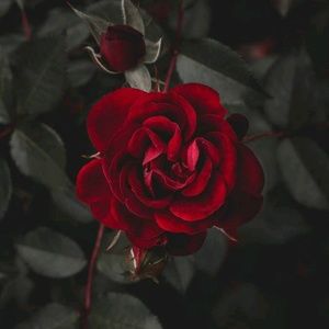 Meet your Posher, Manuel